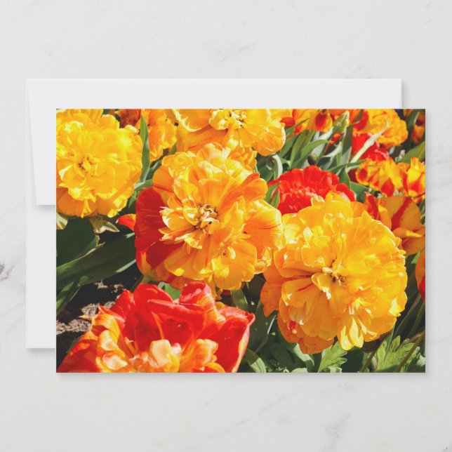 Forest of Fire Flowers Announcement (Front)