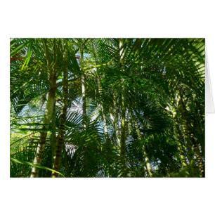 Forest of Palm Trees Tropical Nature