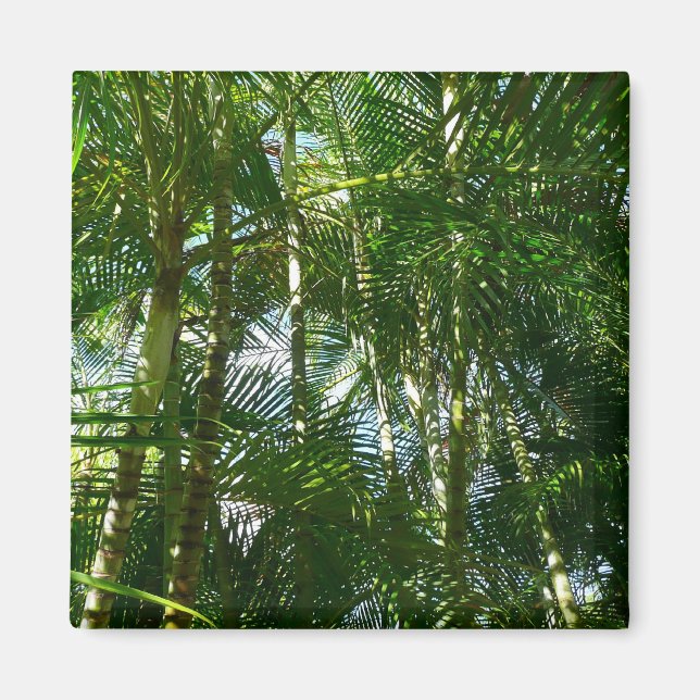 Forest of Palm Trees Tropical Nature Magnet (Front)