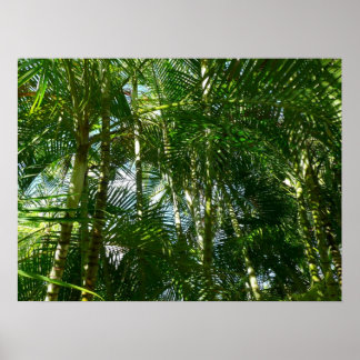 Forest of Palm Trees Tropical Nature Poster