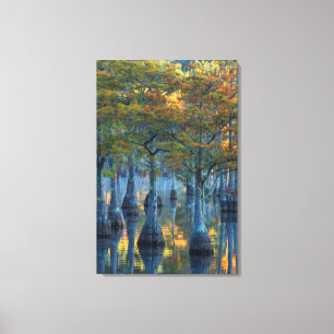 Forest of Pond Cypress Trees Canvas Print