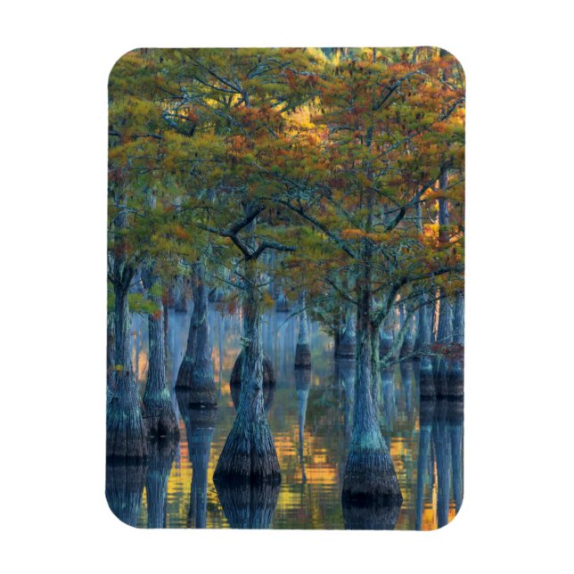 Forest of Pond Cypress Trees Magnet (Vertical)