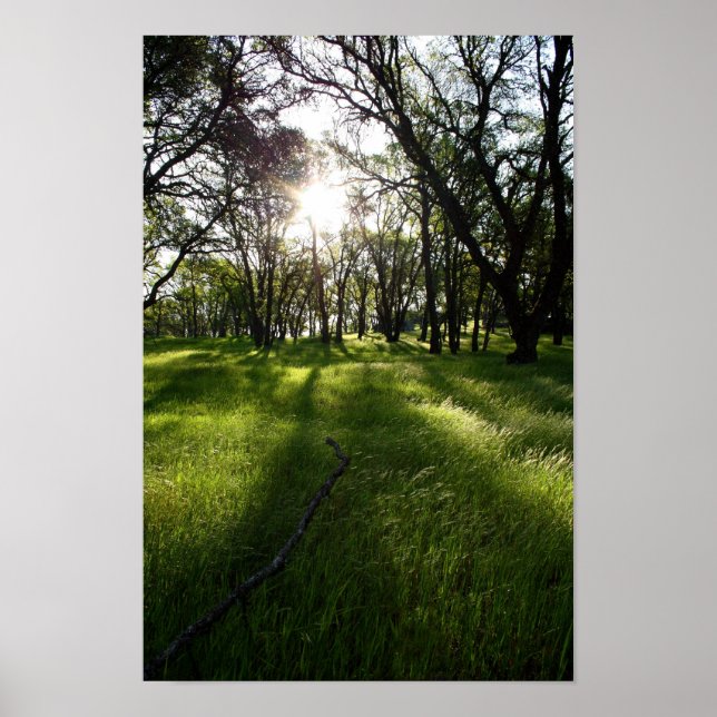 "Forest of Shadows" Poster (Front)