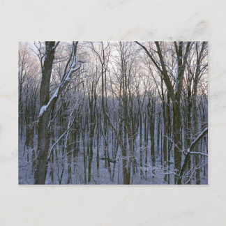 Forest of Snowy Trees Postcard