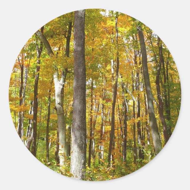 Forest of Yellow Leaves Autumn Landscape Classic Round Sticker (Front)