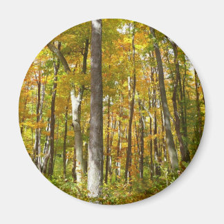 Forest of Yellow Leaves Autumn Landscape Magnet