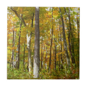 Forest of Yellow Leaves Autumn Landscape Tile