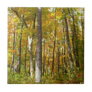 Forest of Yellow Leaves Autumn Landscape Tile