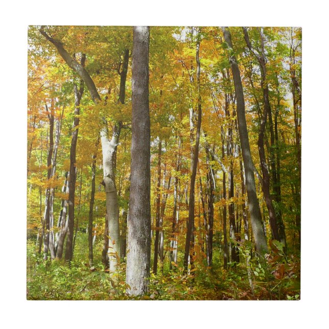 Forest of Yellow Leaves Autumn Landscape Tile (Front)