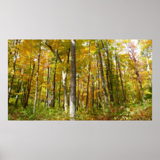 Forest of Yellow Leaves Autumn Nature Photography Poster