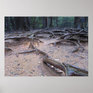 Forest on Mt. Kurama Poster