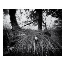 Forest on the mouse level