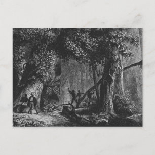Forest Opening from 'Bresil, Columbie at Postcard