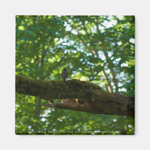 Forest Overpass Magnet