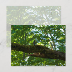 Forest Overpass Postcard