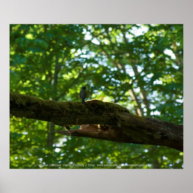Forest Overpass Poster (Front)