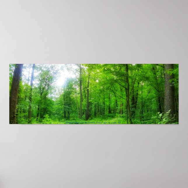 FOREST PANORAMA POSTER (Front)