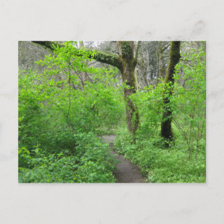 Forest Path Postcard