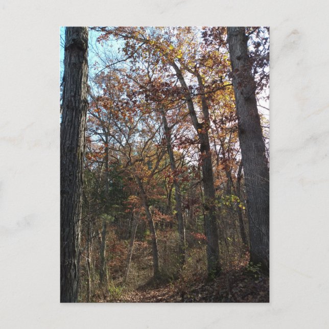 Forest path postcard (Front)