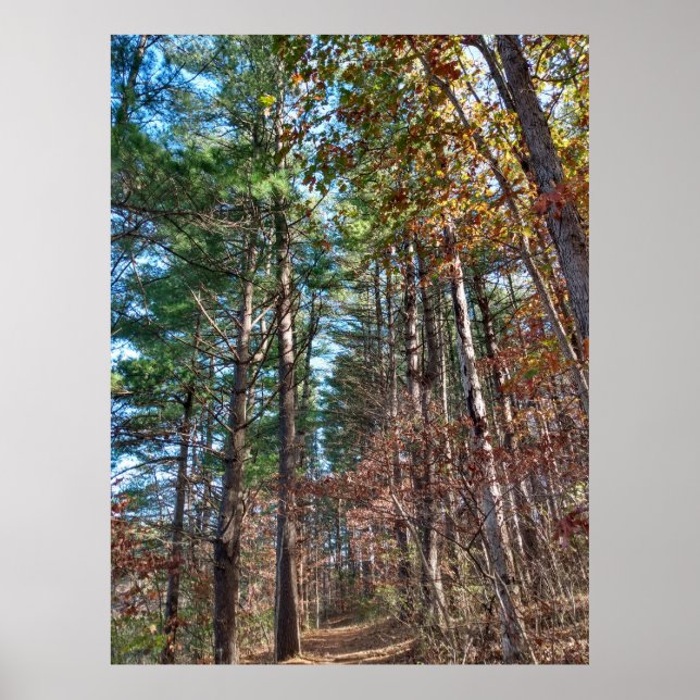 Forest path poster (Front)