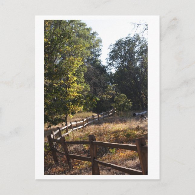 Forest Pathway Postcard (Front)