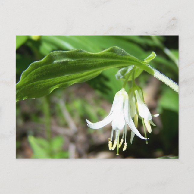 Forest Plant Postcard (Front)