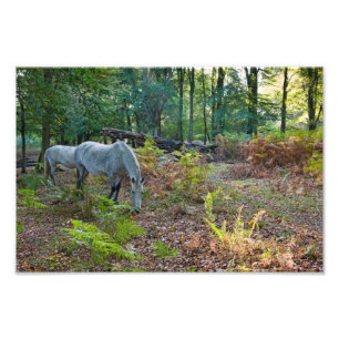 Forest Pony - Photo print