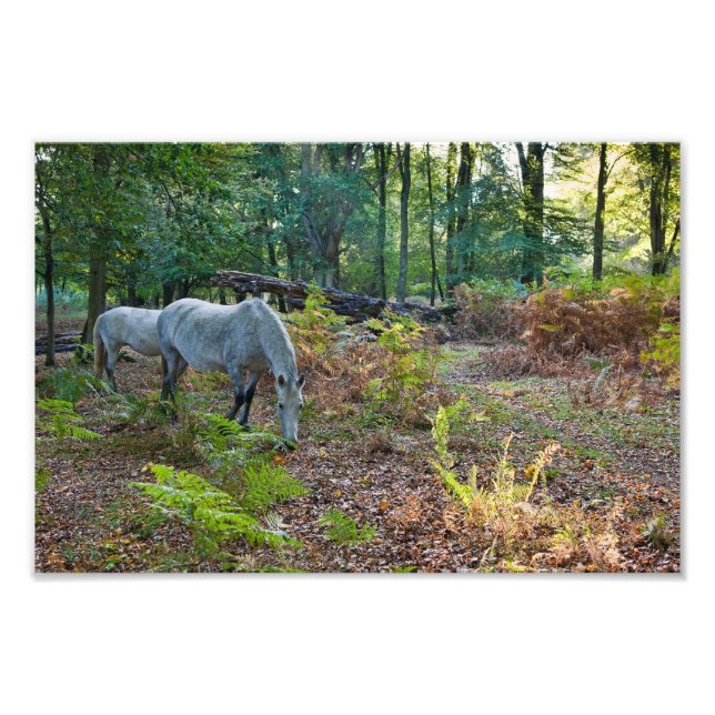 Forest Pony - Photo print (Front)