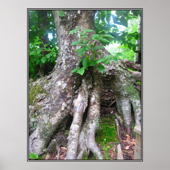 Forest Poster (Front)