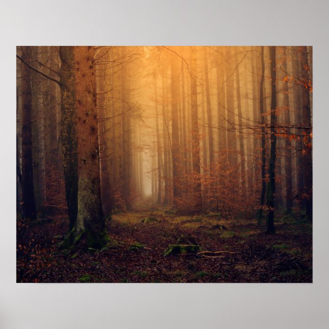 Forest Poster (Front)