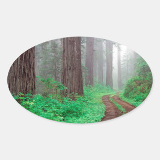 Forest Redwood Oval Sticker