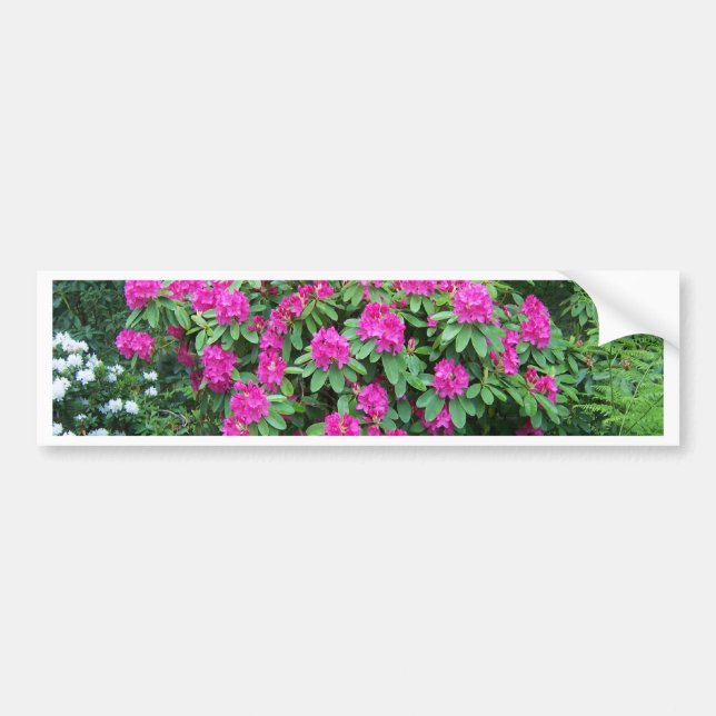 Forest Rhododendron Bumper Sticker (Front)