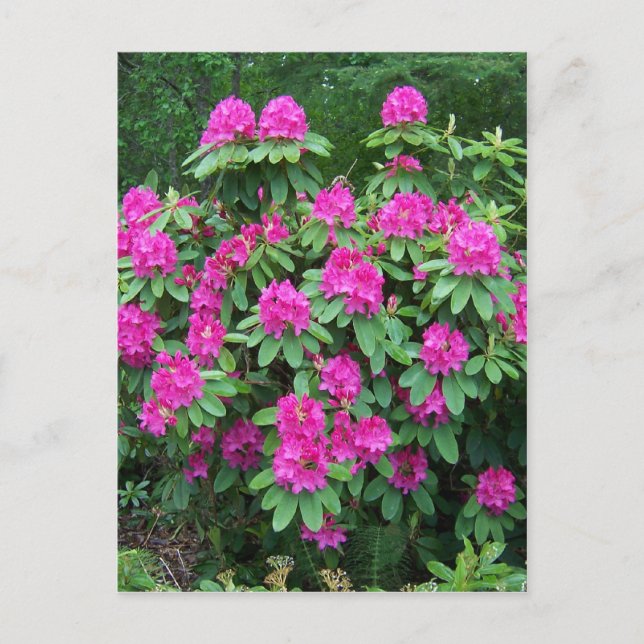 Forest Rhododendron Postcard (Front)