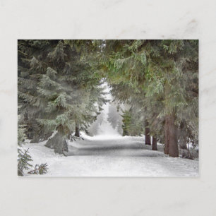 Forest Road Snow Pine Trees Photo Postcard