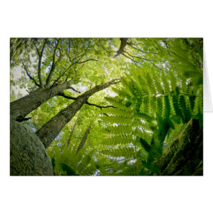 Forest scene in Acadia National Park, Maine.