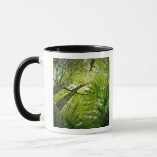 Forest scene in Acadia National Park, Maine. Mug