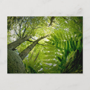 Forest scene in Acadia National Park, Maine. Postcard