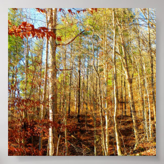 FOREST SCENE POSTER