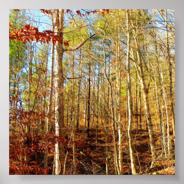 FOREST SCENE POSTER (Front)