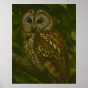 Forest Sentinel – Tawny Owl Wildlife Art Poster