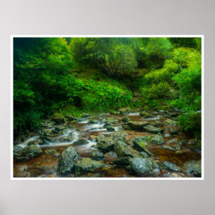 Forest Stream in Lush Woodland (Dargle River) Poster
