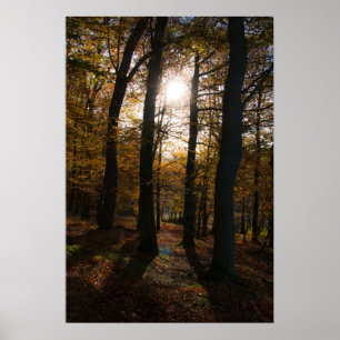 Forest sun poster