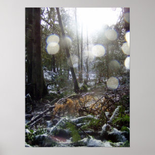 Forest Sun Rays in the Snow #68 Poster