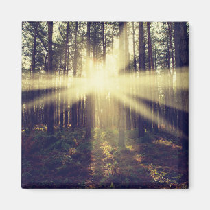 Forest Sunbeams Magnet