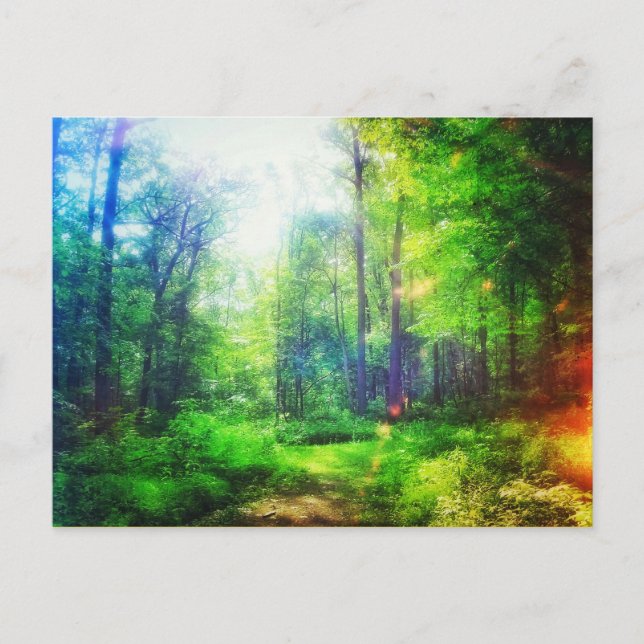 FOREST SUNCOLORS POSTCARD (Front)