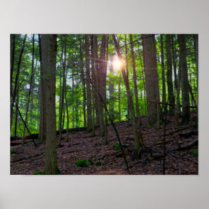 Forest Sunrise Poster