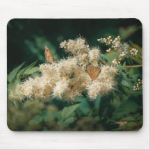 Forest theme with blooming flower and butterflies