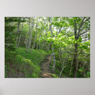 Forest Trail at Acadia National Park Poster