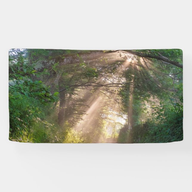 Forest trail banner (Horizontal)