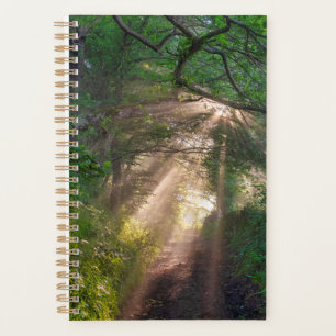 Forest trail planner